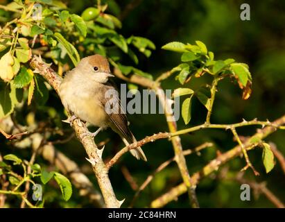 Une femelle Blackcap (Sylvia atricapilla), Oxfordshire Banque D'Images