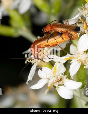 Une paire de coléoptères rouges (Rhagonycha fulva), Warwickshire Banque D'Images