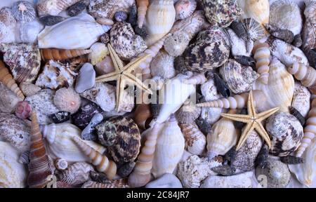 mélange de coquillages sur fond de sable et bleu Banque D'Images