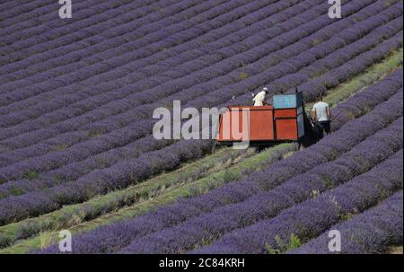 Un tracteur fait son chemin le long d'une rangée de lavande comme il est récolté sur les Lordington Lavender Farm dans le West Sussex. Banque D'Images