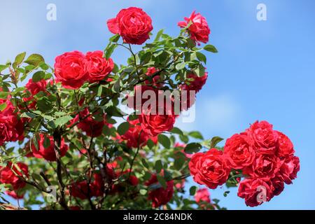 Magnifique buisson de roses rouges dans un jardin de printemps. Rose rouge sur fond de ciel. Banque D'Images