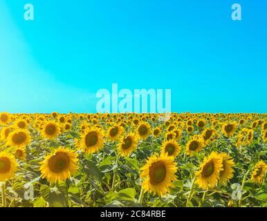 Champ de tournesol avec reflet solaire et ciel bleu. Paysage avec espace de copie. Photo. Banque D'Images