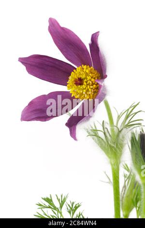 Pulsatilla vulgaris pasqueflower isolé sur fond blanc Banque D'Images