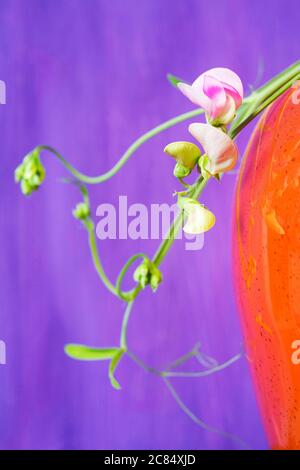 fleur décorative de pois doux, sur fond de grunge violet, Banque D'Images