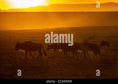 Flétrissement à barbe blanche, connochaetes taurinus, marche et pâturage dans les prairies ouvertes du Masai Mara au coucher du soleil. Parc national de Masai Mara, K Banque D'Images