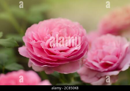 Célébration du Jubilé de la rose. Jubilé célébration roses dans le jardin Banque D'Images