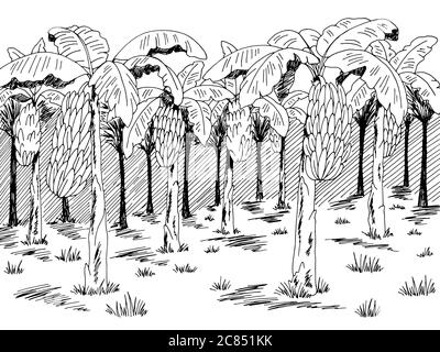 Banane palmeraie plantation graphique noir blanc paysage dessin illustration vecteur Illustration de Vecteur