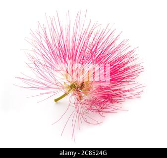 Arbre de soie rose flower isolated on white Banque D'Images