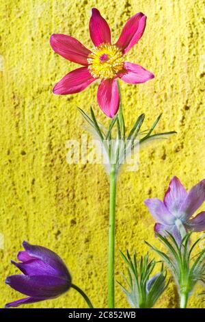 pastiqueflower sur fond jaune gringe, gros plan Banque D'Images