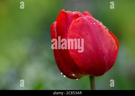 Tulipes rouges fleurs fleur. Tulipe rouge dans le lit de fleurs Banque D'Images