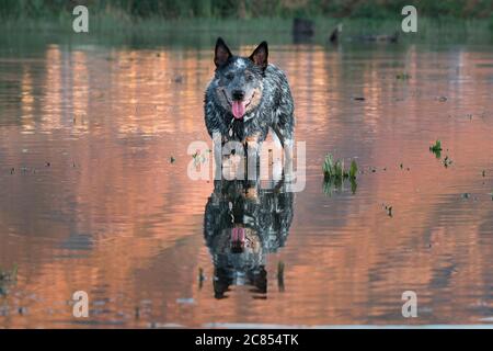 Chien d'élevage australien (chien d'élevage bleu) debout dans l'eau au coucher du soleil avec réflexion Banque D'Images