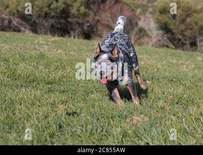 Chien de bétail australien (Blue heeler) en course sur une herbe verte luxuriante Banque D'Images