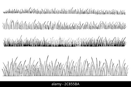 Motif de l'ensemble de graminées noir blanc isolé vecteur d'illustration d'esquisse Illustration de Vecteur