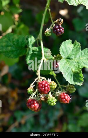 Brousse sauvage (Rubus fruticosus) avec des mûres peu mûres et mûres Banque D'Images