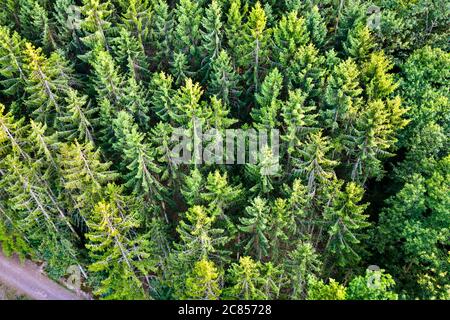 Vue aérienne sur les arbres dans les Vosges, France Banque D'Images