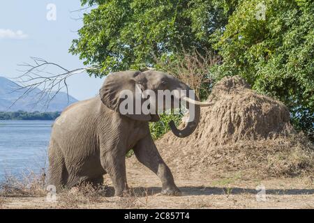 Des éléphants grimpent sur le fleuve Zambèze et semblent rire au camping Nyamepi à Mana pools Zimbabwe Banque D'Images