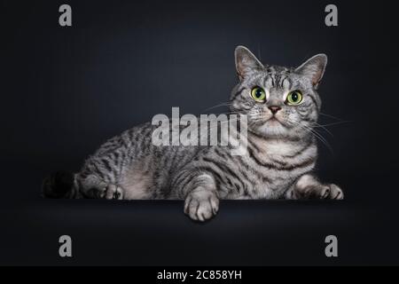 Beau chat pygashort britannique à pois argentés, allongé sur le côté. Regard droit à l'objectif avec des yeux verts. Isolé sur fond noir. Banque D'Images