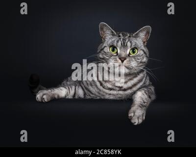 Beau chat pygashort britannique à pois argentés pour adultes, face à l'avant et une patte sur le bord. Regard droit à l'objectif avec des yeux verts. Isolé sur Banque D'Images