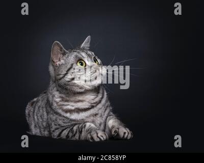 Beau chat pygashort britannique à pois argentés, allongé sur le côté. Regarder les côtés avec les yeux verts. Isolé sur fond noir. Banque D'Images