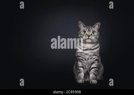 Beau chat pygashort britannique à pois argentés pour adultes, assis. Regard droit à l'objectif avec des yeux verts. Isolé sur fond noir. Banque D'Images