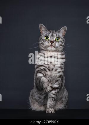 Beau chat pygashort britannique à pois argentés pour adultes, assis. Regard droit à l'objectif avec des yeux verts. Isolé sur fond noir. Un paw pour jouer Banque D'Images