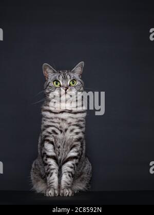 Beau chat pygashort britannique à pois argentés pour adultes, assis. Regard droit à l'objectif avec des yeux verts. Isolé sur fond noir. Banque D'Images