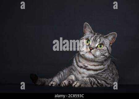 Beau chat pygashort britannique à pois argentés, allongé sur le côté. Regarder droit devant le lense avec les yeux verts. Isolé sur fond noir Banque D'Images