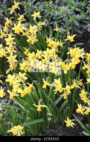 Les jonquilles jaunes fleurissent au printemps et poussent à l'extérieur dans un jardin Banque D'Images