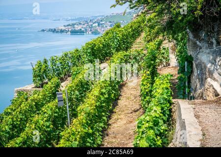 Vue sur les vignobles en terrasse de Lavaux abrupts au-dessus du lac de Genève à Dezaley Lavaux Vaud Suisse Banque D'Images