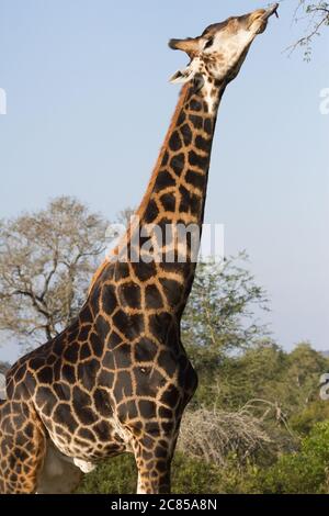 Girafe mâle de couleur foncée (Giraffa camelopardalis) qui colle la langue pour manger des feuilles d'arbre dans le parc national Kruger en Afrique du Sud Banque D'Images