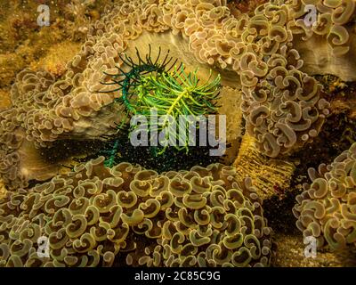 Eupyllia ancora, Hammer Coral, ou macaroni Coral est une espèce de corail dur de la famille Eupylliidae. Magnifique motif corail avec un ventilateur de mer au milieu. Photo de Puerto Galera, Philippines Banque D'Images