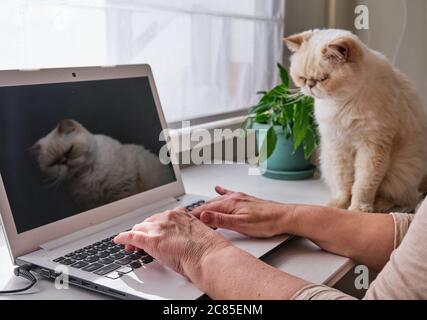 Femme âgée travaillant sur un ordinateur portable à la maison ou utilise des services en ligne ou achète quelque chose qu'elle tape sur le clavier. Chat beige mignon assis à côté d'elle Banque D'Images