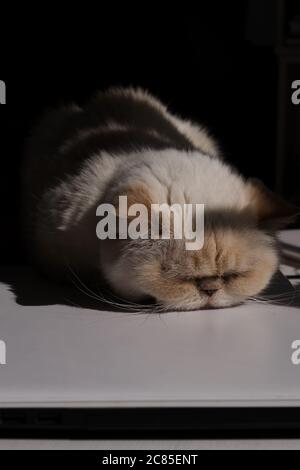 Bureau à domicile. Adorable chat domestique beige éclairé par la lumière du soleil dorment avec un ordinateur portable. La race est exot, couleur point rouge Banque D'Images