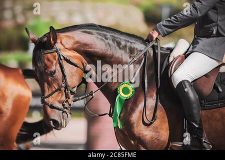 Un magnifique cheval de course de la baie avec un cavalier en selle a reçu une rosette verte pour participer à des compétitions équestres le jour d'été. Gagnant. Banque D'Images