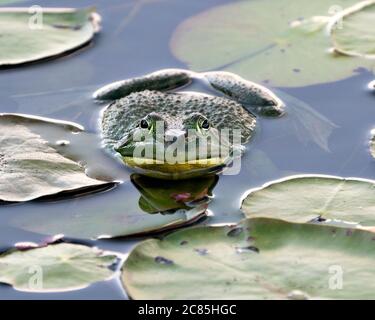 Grenouille assise sur une feuille de nénuphars dans l'eau, montrant le corps, la tête, les jambes, l'œil vert dans son environnement et ses environs, regardant la caméra. Banque D'Images