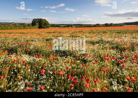 Les coquelicots rouges et les Mayweed poussent dans le champ, près de Hungerford, West Berkshire, Angleterre, Royaume-Uni, Europe Banque D'Images