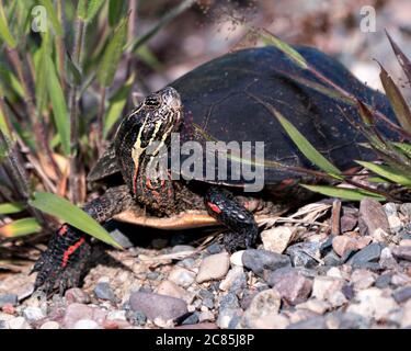 Vue rapprochée de tortue peinte sur gravier, montrant une carapace de tortue, des jambes, de la tête, des pattes dans son habitat et son environnement. Banque D'Images