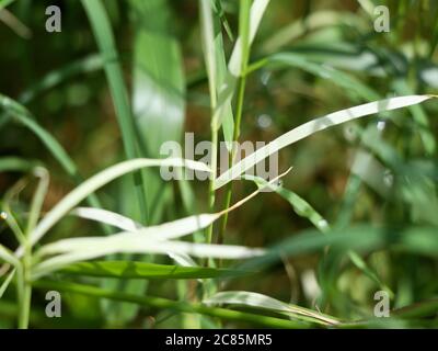 Cynodon dactylon ou herbe des Bermudes de couleur blanche et verte, herbe vivace Banque D'Images