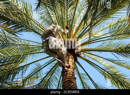 L'homme local monte la paume de la main dans les vêtements de travail ethniques aux Émirats Arabes Unis, vue de dessous Banque D'Images