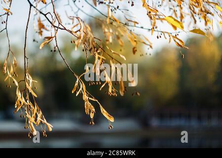 Branches jaunes de l'arbre Linden en automne. Couleur jaune. Arbre à feuilles caduques en forme de coeur et fleurs parfumées de couleur miel Banque D'Images