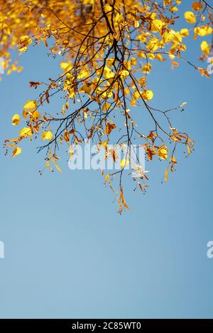 Yellow Linden branches en automne contre le ciel bleu lors d'une Sunny journée. Copier l'espace dans le texte Banque D'Images