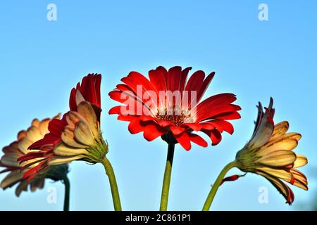 Étude abstraite de fleurs mettant en évidence les détails de la couleur et du motif Banque D'Images