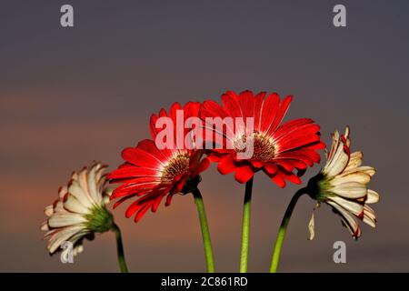 Étude abstraite de fleurs mettant en évidence les détails de la couleur et du motif Banque D'Images