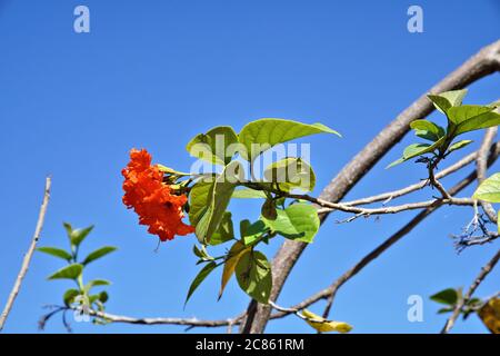 Étude abstraite de fleurs mettant en évidence les détails de la couleur et du motif Banque D'Images