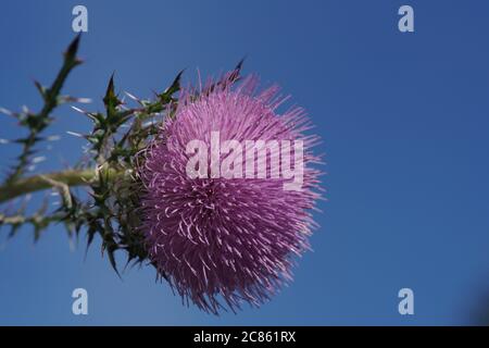 Étude abstraite de fleurs mettant en évidence les détails de la couleur et du motif Banque D'Images