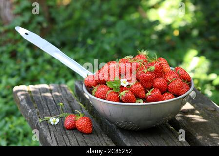 fraises fraîches dans une passoire d'époque sur le banc de jardin Banque D'Images