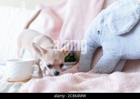 Petit déjeuner au lit. Jeune chien drôle chihuahua couvert dans une couverture avec une tasse de thé chaud ou de café à la vapeur. Un chiot paresseux enveloppé de tissu écossais se détend. Bien Banque D'Images