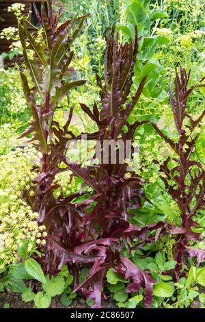 Boulonnage de la laitue et persil sont allés à la graine et à la floraison dans le potager Royaume-Uni Banque D'Images