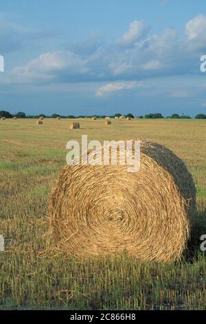 Foin roulé dans le sud du Texas. ©Bob Daemmrich Banque D'Images