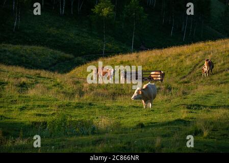 Vaches debout près d'une clôture où ils boivent de l'eau avec une forêt sombre en arrière-plan dans un beau paysage à Dumesti, Salciua de sus, Alba County, Banque D'Images